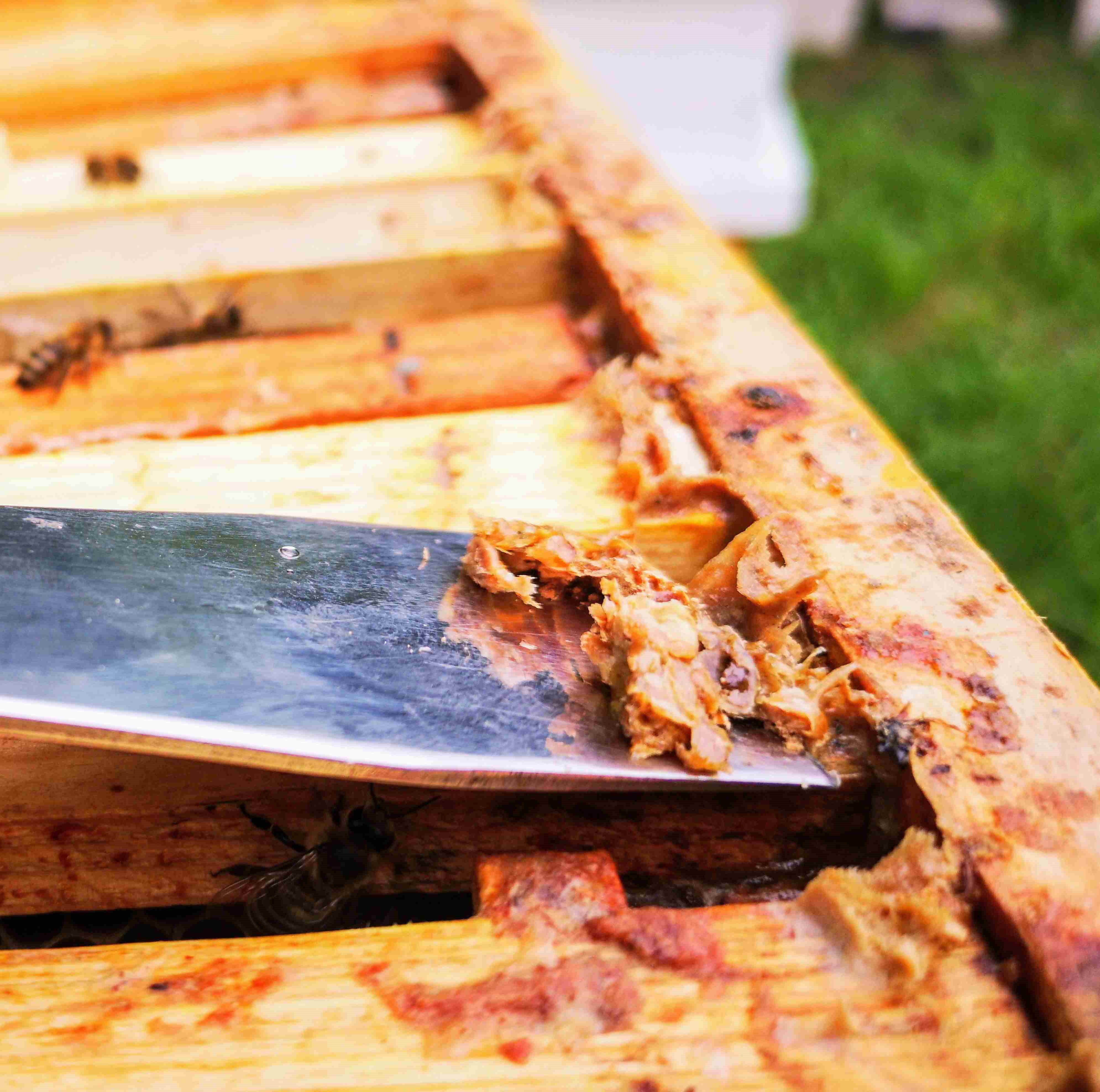 Kas yra propolis (bičių pikis), kokia jo nauda mums ir kaip jį vartoti