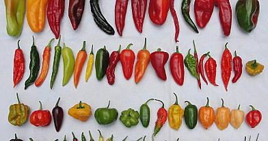 Чили или острый перец - Шкала Сковилла