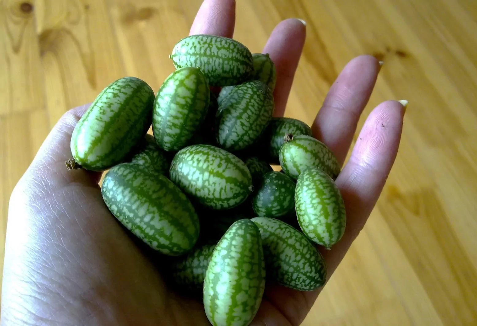 Marinuoti afrikietiški agurkai žiemai